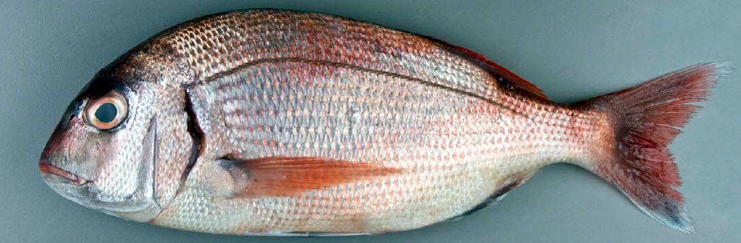 Pagrus pagrus_05.jpg